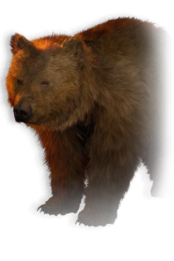 Bear