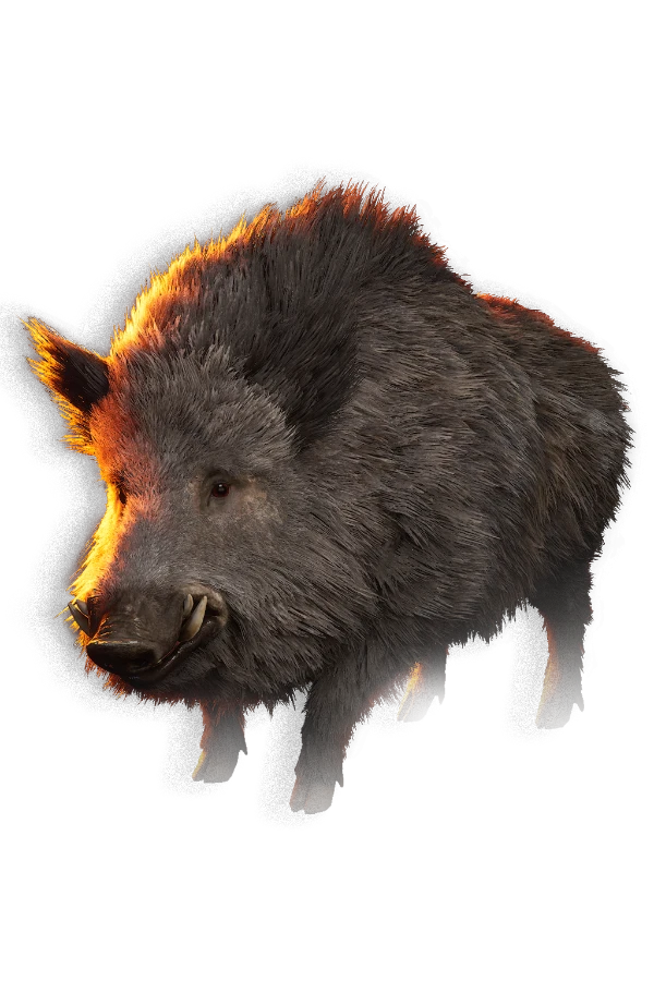 Boar